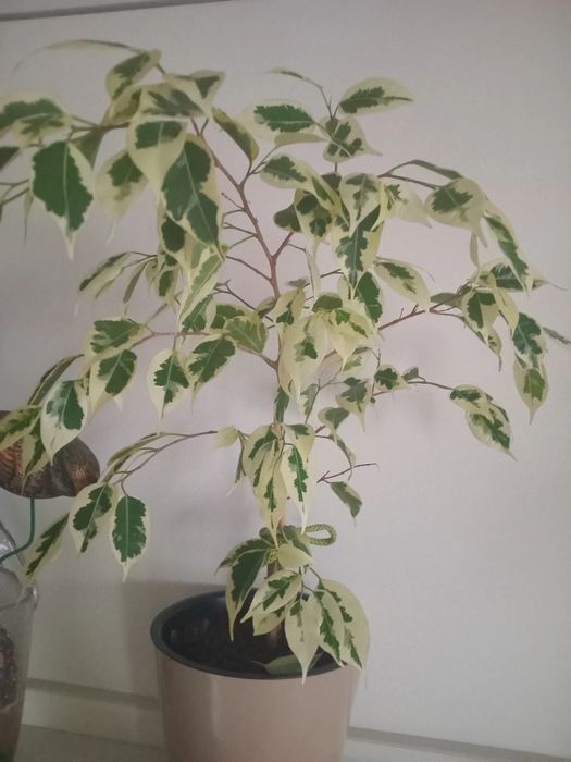 Продам комнатные цветы