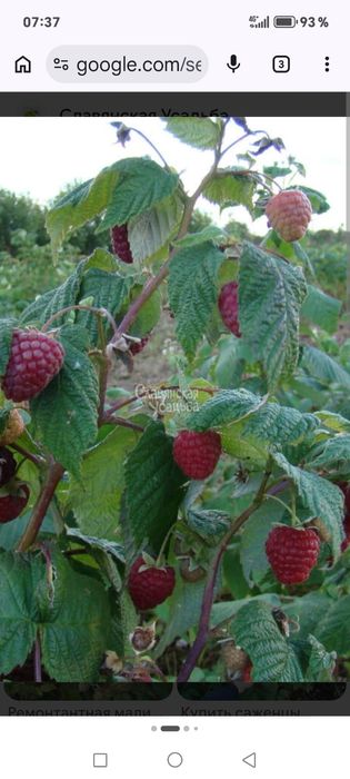 Малина ремантантная и клубника