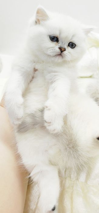 БритАнскИе кошЕчкИ