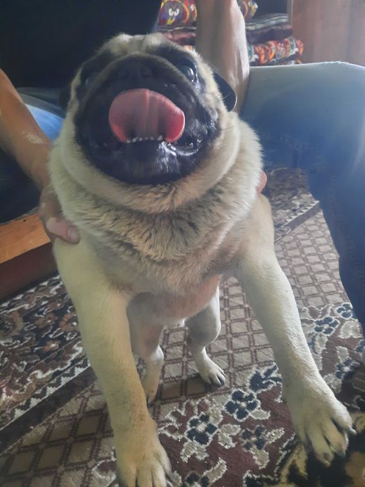 Собака мальчик парода Мопс