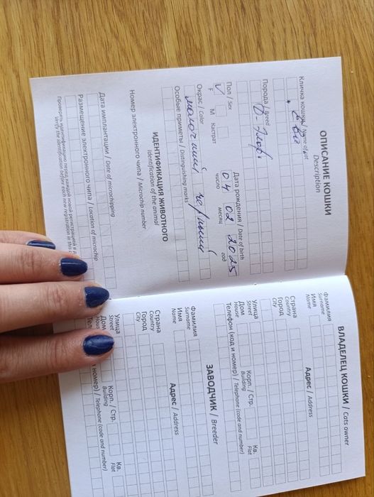 Продается кошка де эльф
