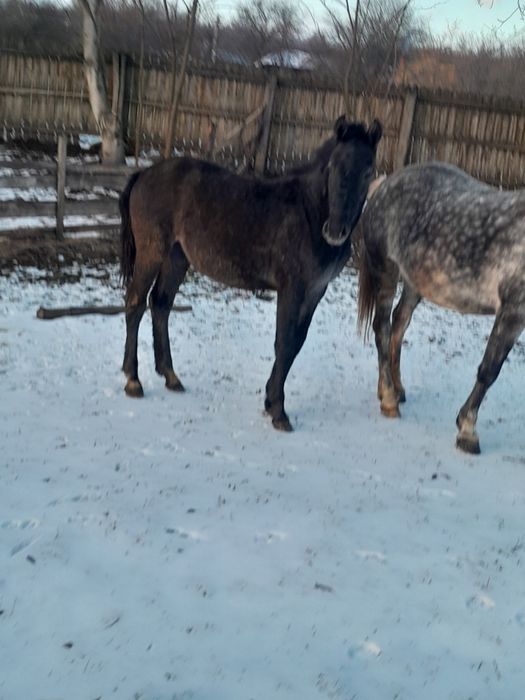 De vânzare tot ce se vede