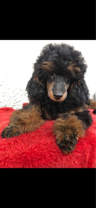 Щенок пуделя миниатюрный