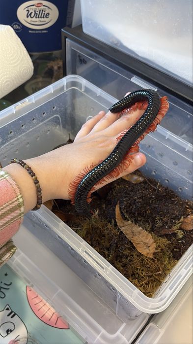 Кивсяк гигас краснолапый