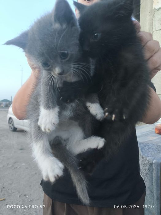 Отдам котят в добрые руки