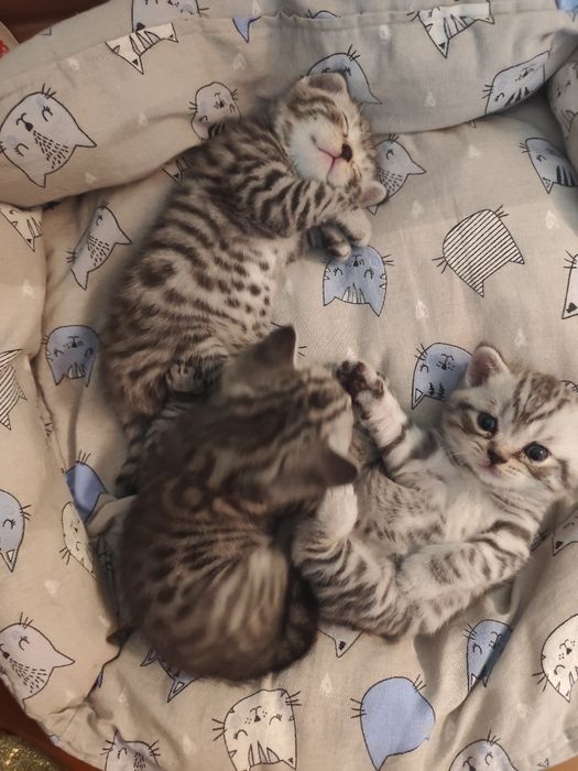 Британские котята