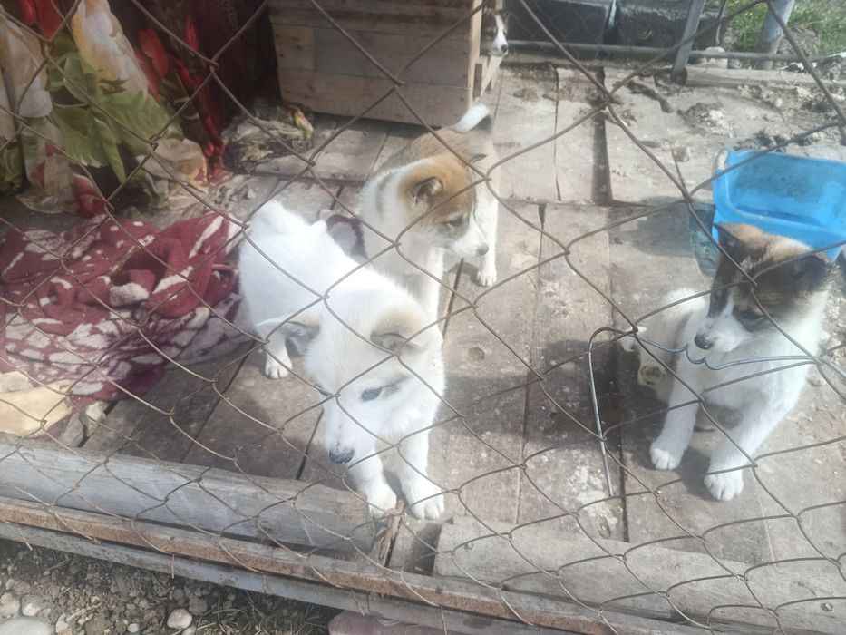 Продам щенков породы западная сибирская лаки