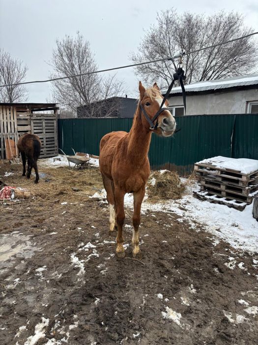 Құнан, мінгі жуас.