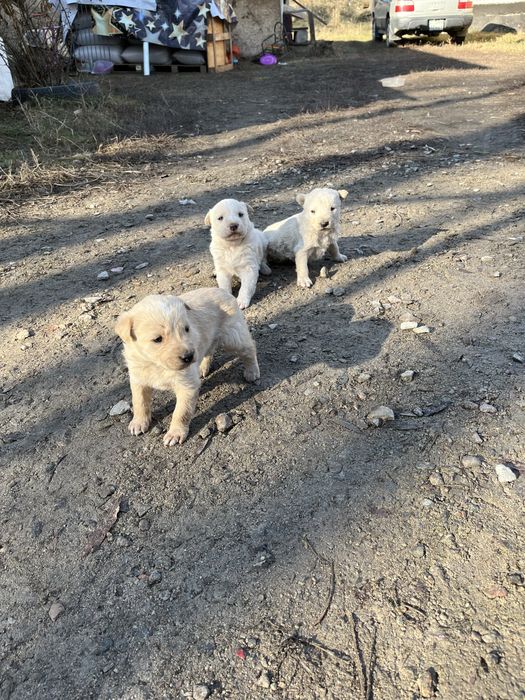 Сиберский авчарка питбуль шатынаскан кушыктер