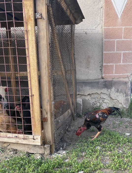 Продам или обмен дакан петуха