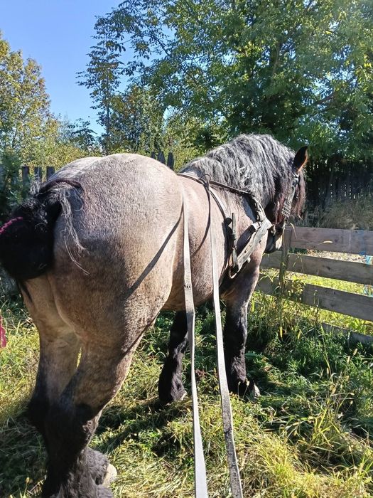 Vând mânz de 3 ani accept și unele schimburi