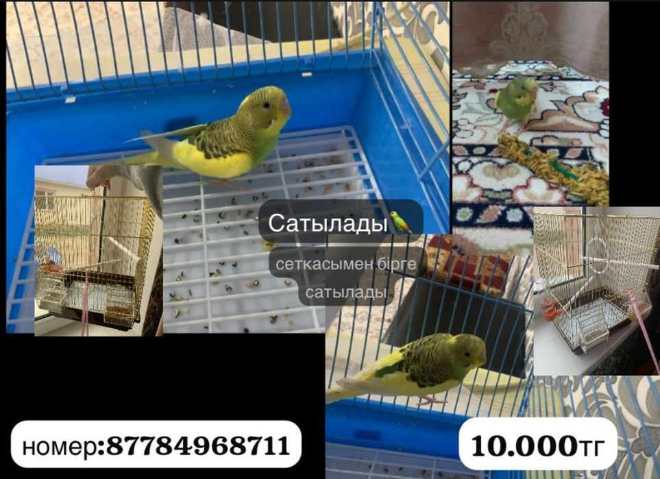 Попугай: толкын [волнистые]