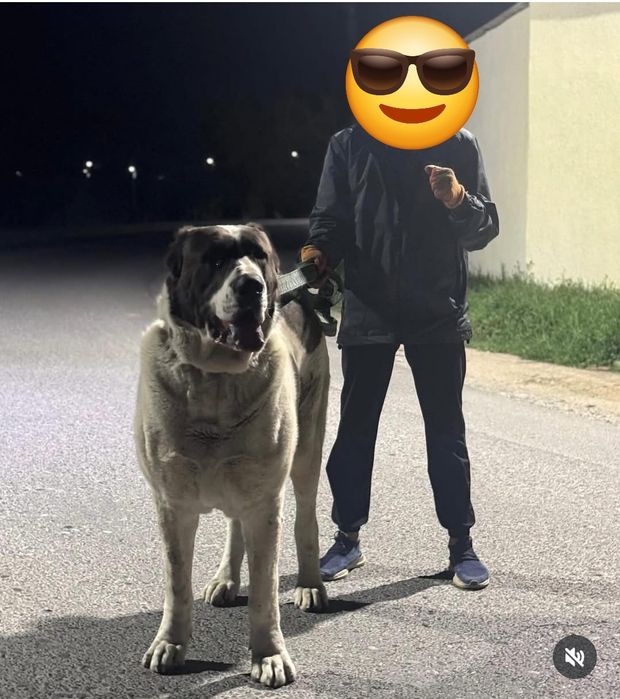 Щенки супертяж(Банзая 118кг)