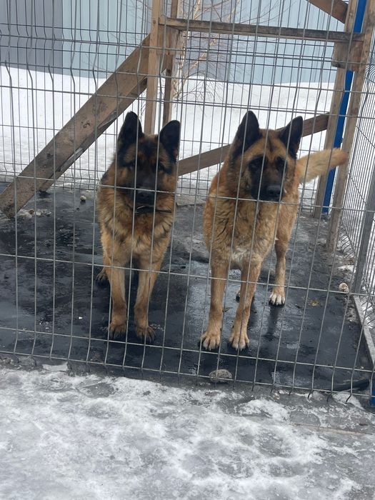 Готовы к продаже , Щенки немецкой овчарки