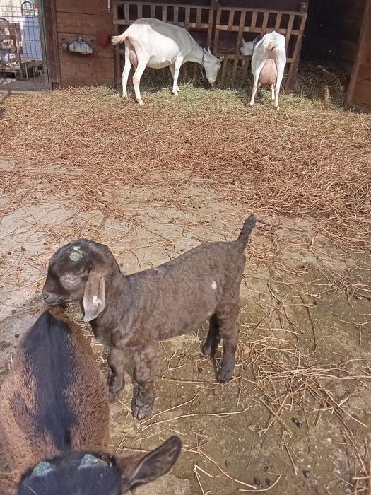 Vând ieduț anglonibian cu sannen