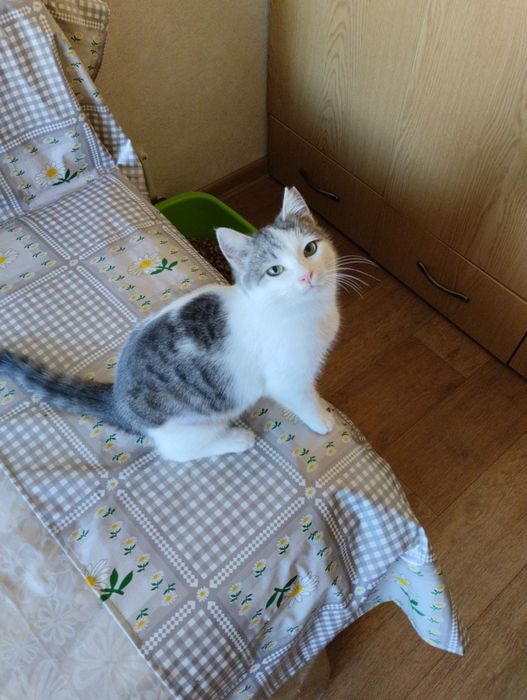 Кошечка девочка в добрые руки