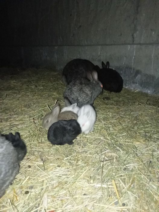 Қуён болалари сотилади 50000мингдан отаси фландер онаси жайдари