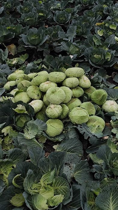 Varză de vânzare. 1 leu kg