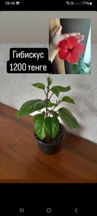 Алоэ взрослый в горшочке