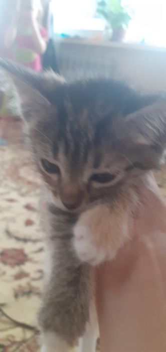 Отдам добрый руки котёнок
