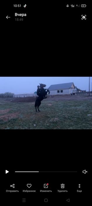 Тай       жабағы