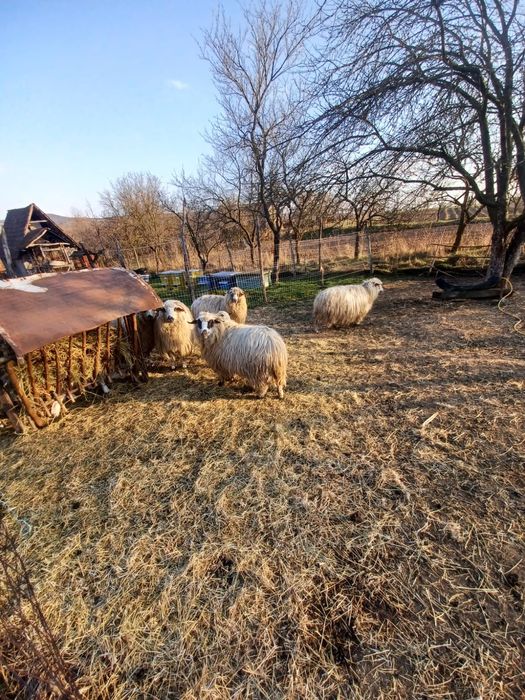 Oi cu miei de vânzare