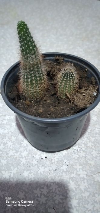 Продам кактус очень красивое растение