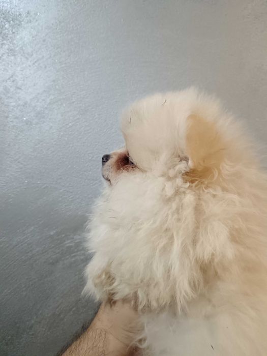 Померан момчета от елитни родители