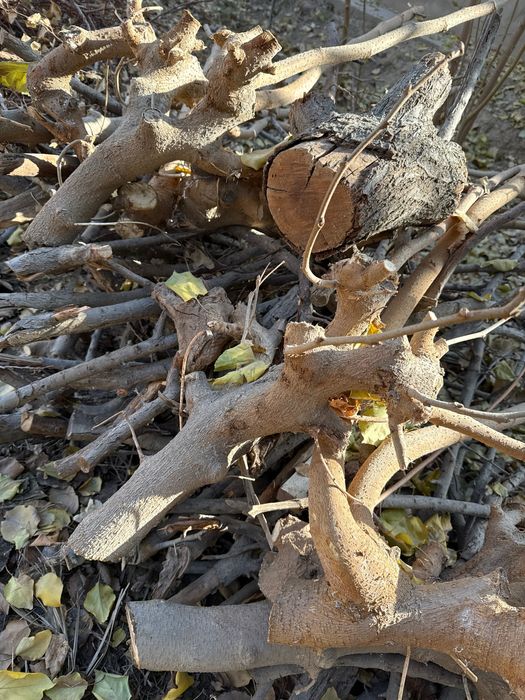 Ўтинлар сотилади ўрик дарахти ва тутдан, продаются сухие дрова