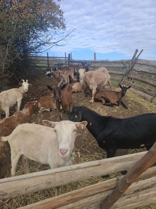 Capre bune  de  vinzare