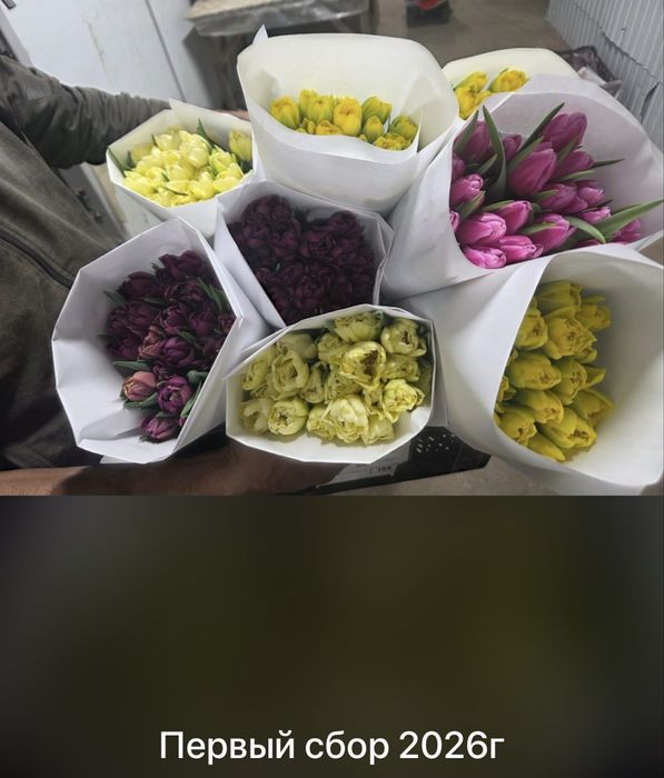 Тюльпаны корпоративные букеты