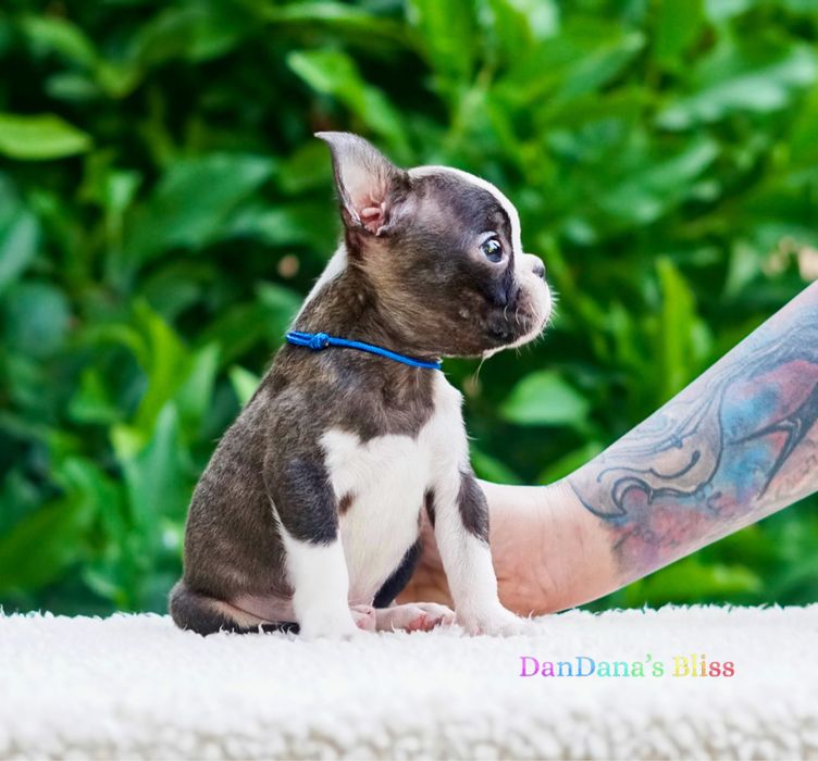 Boston terrier cu pedigree - baietel