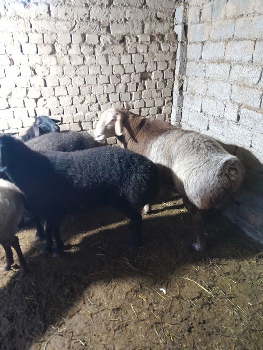 Sog'lom Qochqor sotiladi