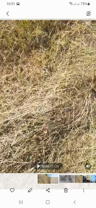 Продам сено в рулоннах