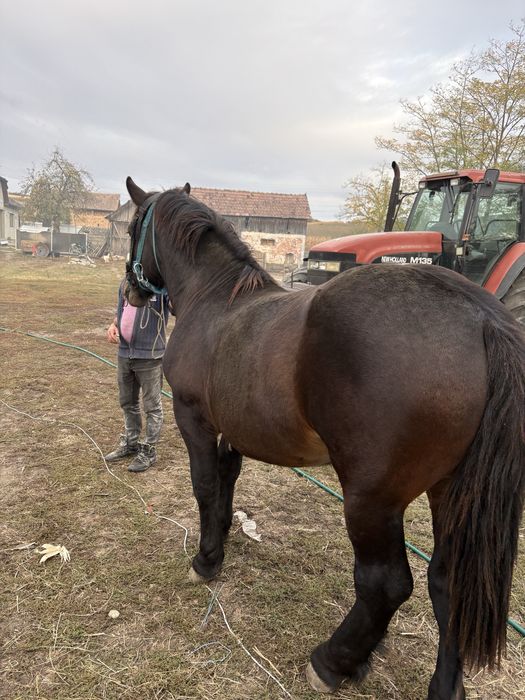 De vanzare un manz semi greu