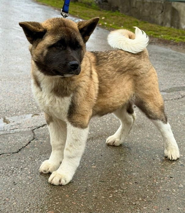 Американская акита