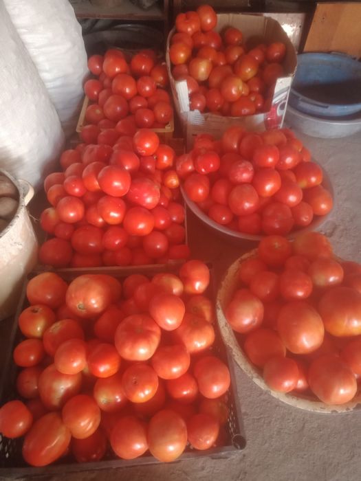 Продам домашние помидоры