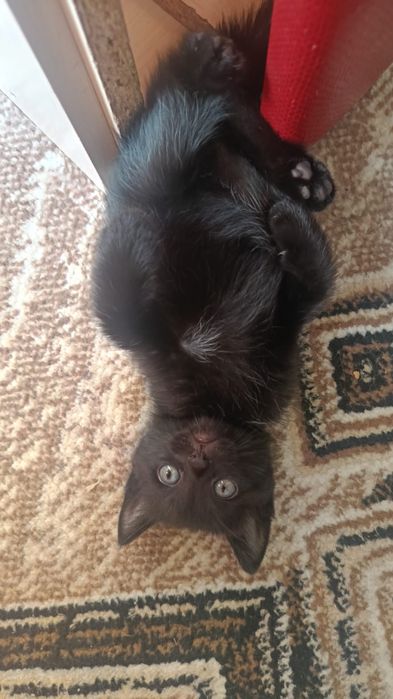 Отдам котят в добрые руки