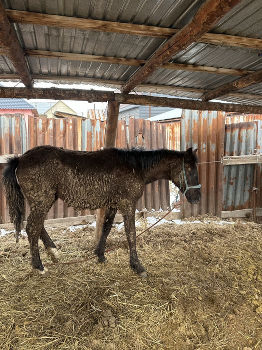 Тай лошадь байтал семиз тай