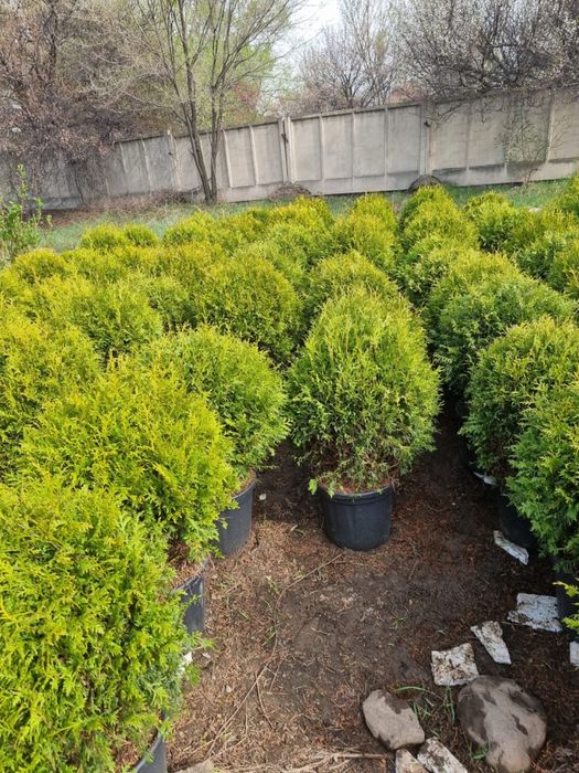 Туя шарик шаровидная даника