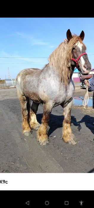 Продам жеребца и кобылку