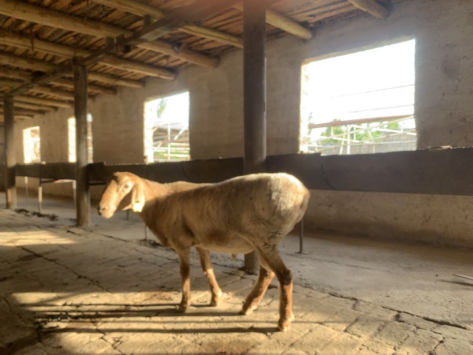 Qoʻchqorla sotiladi