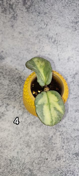 Хойи в наличии, наборы хой