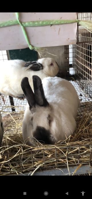 Kalif Kaliforniya qoshli Калифорния калиф кошли  кролик quy