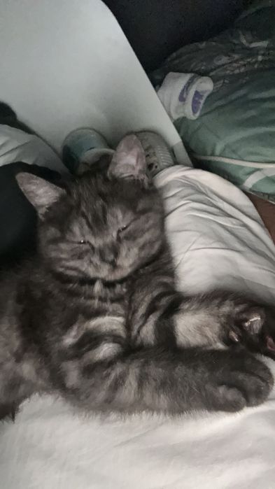 Продам котенка 4 месяца