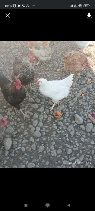 Ouă pentru incubat și consum