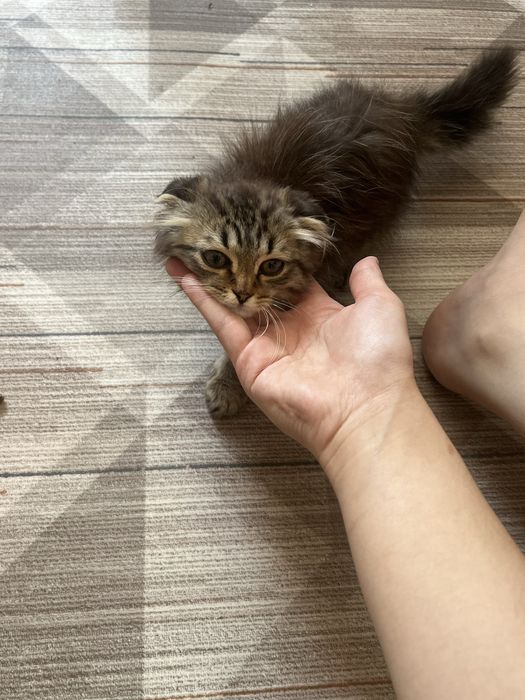 Отдам котят милых
