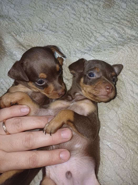 Щенки той терьера