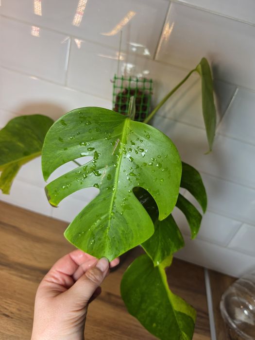 Монстера Грин он Грин Monstera 'Green on Green'