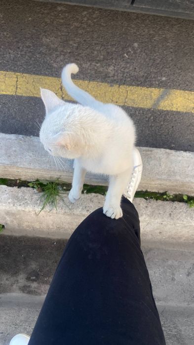 Отдам бесплатно красивого белого котика